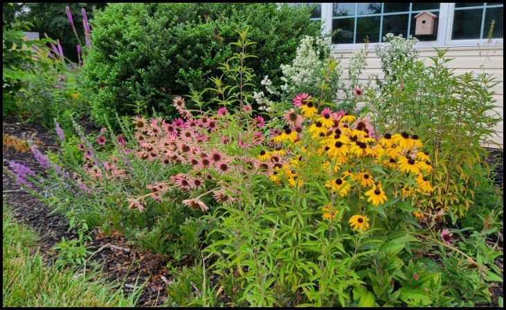 Start with Native Plants